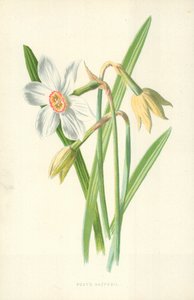 Poet