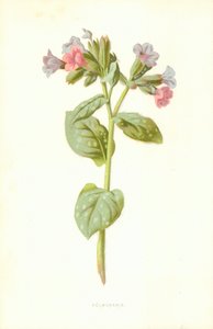 pulmoner by Frederick Edward Hulme