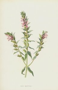 Kırmızı Bartsia (kromolitho) by Frederick Edward Hulme