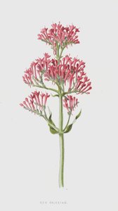 Kırmızı Kediotu (kromolitho) by Frederick Edward Hulme