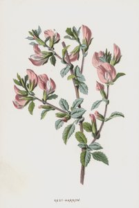 Dinlenme Tırmığı (kromolitho) by Frederick Edward Hulme