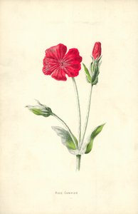 gül kampı by Frederick Edward Hulme