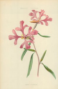pembe Clarkia by Frederick Edward Hulme