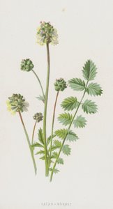 Salata-Börek (chromolitho) by Frederick Edward Hulme