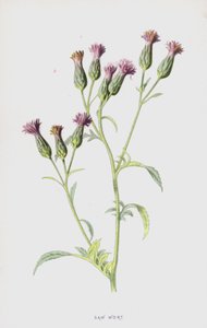 Testere Wort (chromolitho) by Frederick Edward Hulme