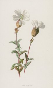 Deniz Kampı (chromolitho) by Frederick Edward Hulme