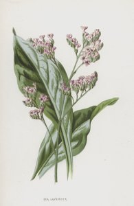 Deniz Lavanta (chromolitho) by Frederick Edward Hulme