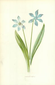 Sibirya Squill by Frederick Edward Hulme