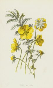 Gümüş otu (kromolitho) by Frederick Edward Hulme