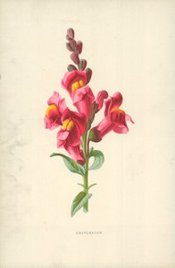 Aslanağzı by Frederick Edward Hulme
