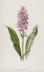 Benekli Orchis (chromolitho) by Frederick Edward Hulme