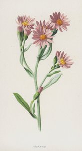 Yıldızotu (kromolitho) by Frederick Edward Hulme