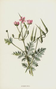 Leylek-Bill (chromolitho) by Frederick Edward Hulme