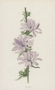 Succory (kromolitho) by Frederick Edward Hulme
