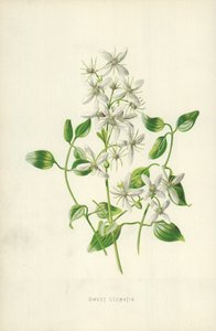 tatlı akasma by Frederick Edward Hulme