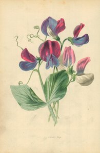Bezelye by Frederick Edward Hulme