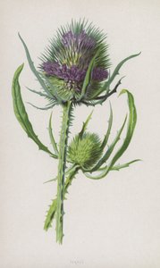 Teasel (kromolito) by Frederick Edward Hulme