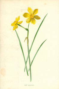 minik nergis by Frederick Edward Hulme