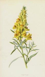 Kurbağa-Keten (chromolitho) by Frederick Edward Hulme