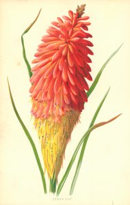 meşale zambak by Frederick Edward Hulme