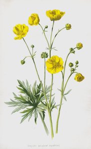 Dik Çayır Crowfoot (chromolitho) by Frederick Edward Hulme