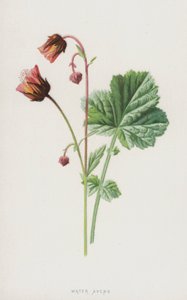 Su Avens (chromolitho) by Frederick Edward Hulme