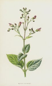 Su İncir-Wort (chromolitho) by Frederick Edward Hulme