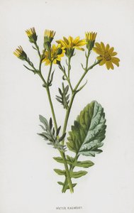 Su Ragwort (kromolitho) by Frederick Edward Hulme