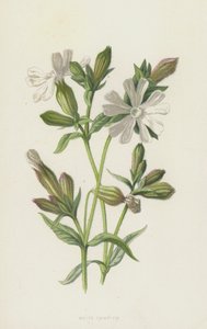 Beyaz Kampion (chromolitho) by Frederick Edward Hulme