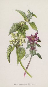 Beyaz ve Kırmızı Isırgan Otu (chromolitho) by Frederick Edward Hulme