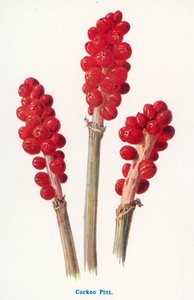 Kırsal Kesimin Yabani Meyveleri: Cuckoo Pint (renkli taş baskı) by Frederick Edward Hulme