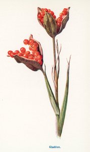 by Frederick Edward Hulme