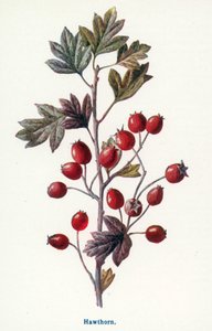 Kırsal Kesimin Yabani Meyveleri: Alıç (renkli taş baskı) by Frederick Edward Hulme