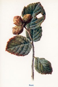 Kırsal Kesimin Yabani Meyveleri: Fındık (renkli taş baskı) by Frederick Edward Hulme