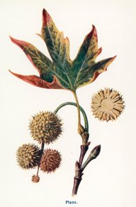 Kırsal Kesimin Yabani Meyveleri: Çınar (renkli taş baskı) by Frederick Edward Hulme