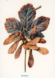 Kırsal Kesimin Yabani Meyveleri: Çınar (renkli taş baskı) by Frederick Edward Hulme
