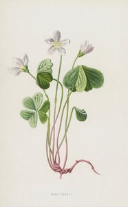 Odun-Kuzukulağı (chromolitho) by Frederick Edward Hulme