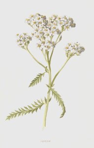 Civanperçemi (kromolitho) by Frederick Edward Hulme