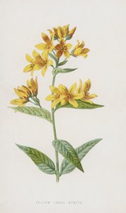Sarı Gevşek Çekişme (chromolitho) by Frederick Edward Hulme