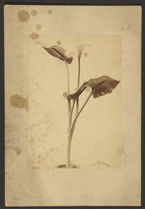 [Calla Lily] by Frederick H. Hollyer