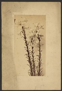 [Day Lily] by Frederick H. Hollyer