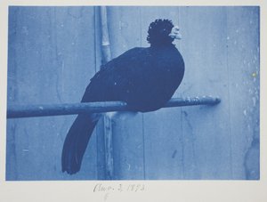 Büyük Curassow, 3 Ağustos
