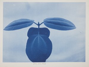 Tibouchina, 28 Kasım