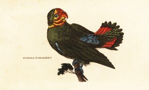 Kızıl başlı cennet papağanı, Agapornis pullarius by Frederick Polydor (after) Nodder