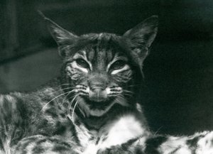 Dudaklarını yalayan Bebek Vaşak Bobcat, Londra Hayvanat Bahçesi, Haziran 1925 by Frederick William Bond