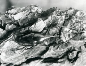 Bir ağaç kabuğu üzerinde duran bir Bambu Weevil, Londra Hayvanat Bahçesi, 1927 by Frederick William Bond