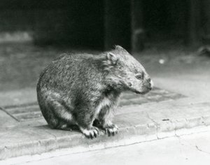 1929