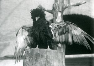 Bir ağaç kütüğünün üzerinde duran ve kanatlarını açan bir Bateleur Kartalı, Londra Hayvanat Bahçesi, 1925 by Frederick William Bond