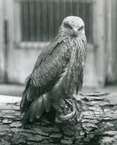Bir kütüğün üzerinde duran bir Kara Uçurtma, Londra Hayvanat Bahçesi, Ağustos 1926 (s/b fotoğraf) by Frederick William Bond