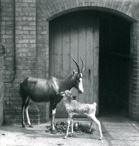 Londra Hayvanat Bahçesi'nde annesiyle birlikte bir Blesbok buzağı, Haziran 1914 by Frederick William Bond